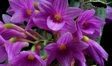 2022年阳历1月运气算命：指迷居士十二生肖月运气测算