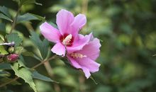 3月上旬，事业上升，财运大旺的4大生肖，前途无限光明