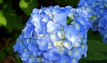 4大生肖女，一个比一个旺夫，妥妥的贤内助，看看你有福气吗？