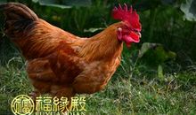 属鸡财旺的出生时辰