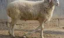 有涵养，有品位，招人喜欢的生肖女