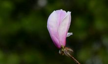 三年内好运不请自来，运势持续上涨，财运旺盛，顺畅无比的四属相