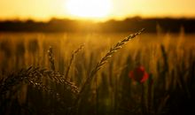 6月起受吉星庇佑，事业一飞冲天，正财运上，好运围绕的四属相