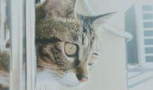 四大血型君的恋爱稳定指数排行！