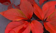 1月起财从天降，运势如虹，职场如鱼得水，好运相伴的3大生肖