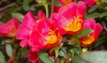 元旦开始好运挡不住，贵人提携，升职加薪，生活顺心如意的3生肖