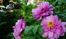 2019年末，财运飙升，富贵难挡，天降大喜的四个生肖