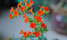 6天后，大运缠身、天降大喜，3属相迎财神进门，好日子不请自来