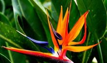 十二生肖中有贵人惦记，财运不弱成就非凡，做人中龙凤的3个生肖