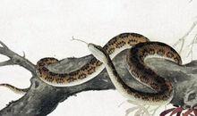 财运从差变好，事业有升迁之喜，2020要暴富的生肖