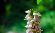 生肖属猪人2021年10月运气与运程：款项运气与运程也随着水长船高