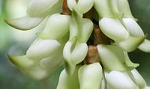 生肖属狗人2021年9月运气：不时有一份丰富的月入