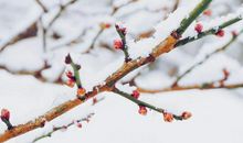 人在家里坐，喜从天上来，3月份最幸运的生肖有你吗？