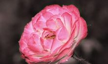 这3大生肖财运势不可挡！未来十天财丰利厚，生活越过越富足顺遂