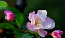 生肖属鼠的女人2020年贵人运，受将星影响，有小幅波动