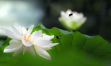 财运爆表，这3个生肖在3月份工资都会翻一番