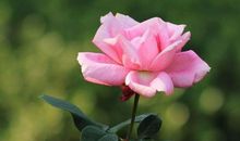 未来半个月接财纳福，钱财大增的生肖，穷日子过去，翻身成土豪