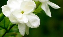 2020年财运来了挡不住的生肖