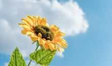 11月11号，福多寿长，咸鱼翻身，生意兴隆的四大生肖