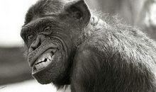 很自负，总是独断专行，任何人都休想左右的生肖女