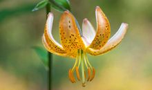 3月份咸鱼翻身，吉星高照，财运挡不住的三大生肖！