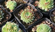 未来3个月好运来袭，横财旺贵人来，喜事增多，福禄顺心的四属相