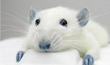 事业财富感情大丰收！2020年春节迎来开门红的3大生肖