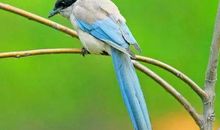 这5个生肖，3月事业如鱼得水，工作顺心如意，财运一飞冲天