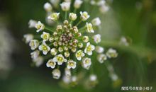 2020年飞黄腾达，财运当头，富贵一整年的四大生肖