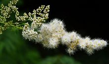 11月下旬迎财神，财运蒸蒸日上，正财横财一起来的四属相