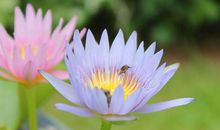 3月份好运难挡，正财横财齐进门的3大生肖！