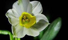 未来两个月贵人临门，家中喜事不断，财运上涨明显的四属相