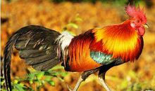 1981年属鸡戍时出生的人的命运解析大全(图文)