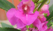 12月中旬大喜临门，生活处处有惊喜的生肖，夫妻恩爱，家庭美满