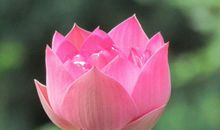 这3大生肖熬出头，苦尽甘来，年底大丰收，财源滚滚来，富贵多金