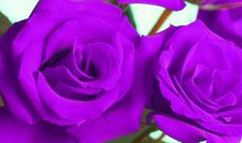 2月起惹不起的3生肖，有让人羡慕的财运，横财大发，桃花朵朵开