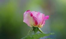 2020年2月，贵人运爆棚，财路亨通，福禄不缺的星座