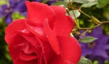 晚年夫妻恩爱如初的3个生肖，一生相依相偎，恩爱到白头