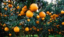 当妈妈之前当妈妈之后性情大相径庭的生肖女