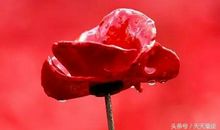 夫妻二人中如有这个生肖，下半年难逃发财运势