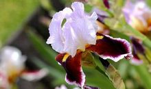 这三大生肖女天生凤凰命，不缺钱和爱