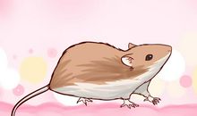 十二生肖中虚荣心最强的六大生肖，快来看看有没有你吧！