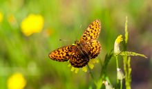 3大生肖惹不起，2月开始运势爆棚，财运大爆发，发大财迎大喜！