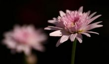 3生肖惹不起，喜鹊报喜，2月空降横财，连中大奖，鼠年行大运！