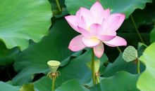 未来一周，4生肖生意兴隆，福利双收，洪福齐天