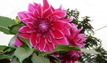 下周开始财运爆发，横财入宅，有鸿运当头，吉星入命的四属相