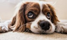 梦见狗是什么意思