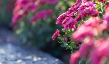 三月三，大运滚滚不请自来，3生肖运势红透半边天，头顶聚宝盆，小日子喜洋洋