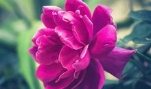 苦尽甘来3生肖，2月运势飙涨，横财就手，不出10天就大赚一笔