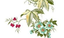 农历2020年一月正月初七出生的女孩是什么命运，如何八字取名字